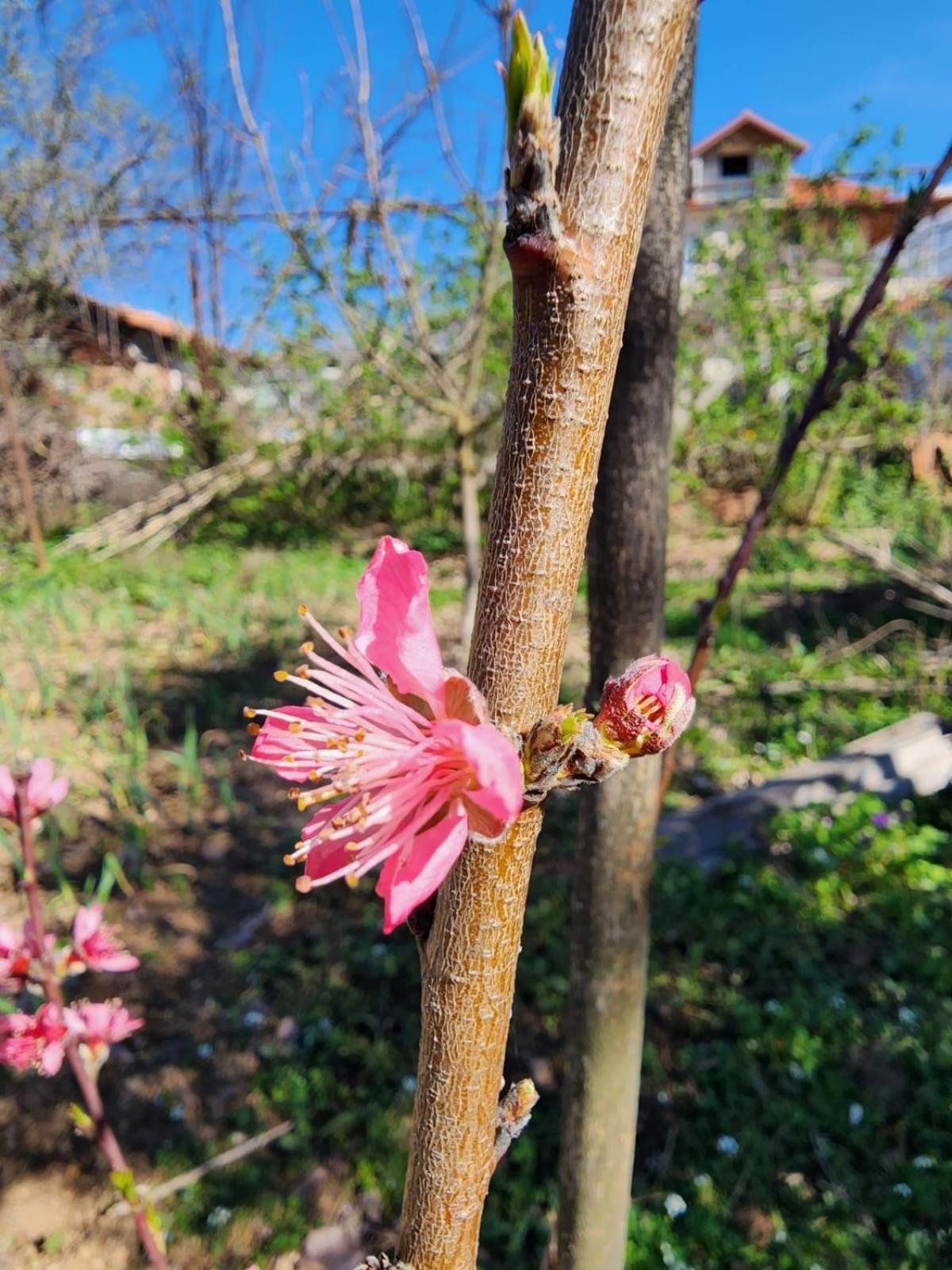 Villa Shuaipaj Gjirokaster Bagian luar foto